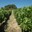 Domaine de la Tour Boisée