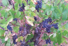Domaine du grand arc