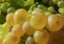 Domaine du grand arc