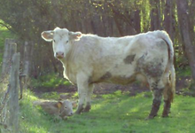 LEHRAND Valérie