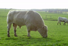 LEHRAND Valérie