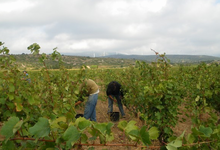 domaine Maynadier