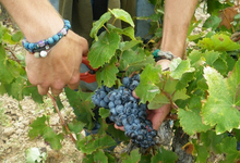 domaine Maynadier