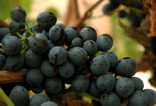 Domaine Pujol-Izard