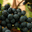 Domaine Pujol-Izard