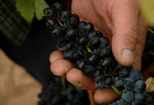 Domaine Pujol-Izard