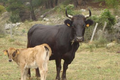 Thierry Bonhomme, viande bovine
