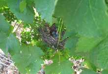 Domaine Goisot Anne et Arnaud