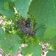 Domaine Goisot Anne et Arnaud