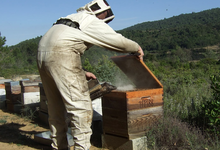 Frédéric Garcia, apiculteur