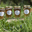 Confit de fleurs  de romarin