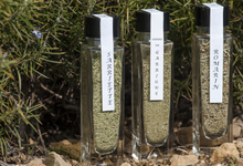 Condiment herbes de garrigue 
