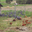 Ferme avicole de la Sauze