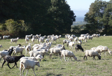 Xavier Picot,  brebis et d'agneaux de races Limousine et Suffolk