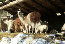 Les Lamas de la Montagne Noire