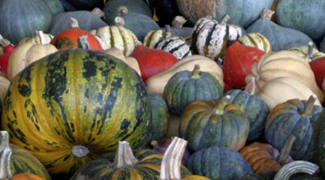 Courges