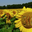 Au Petit Grain Bio