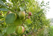 PHILIPPE FABRE, pommes, oignons