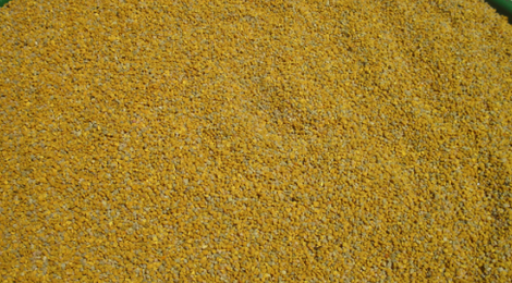 pollen frais de châtaignier