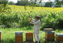 L'abeille vie : apiculteurs