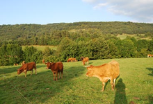 La Ferme du Chalabrais