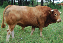 La Ferme du Chalabrais