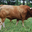 La Ferme du Chalabrais