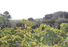 Domaine Bottero