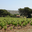 Domaine de l'Evêque
