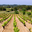 Domaine de l'Evêque