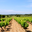 Domaine de l'Evêque