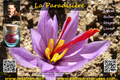 La Paradisière, producteur de Safran français haut de gamme