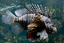 Bullinada traditionnelle de poissons de roche et crustacés