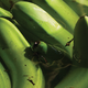 Accras De Bananes Vertes