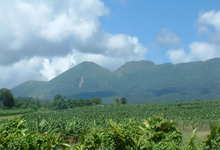 Plantation grand café