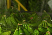 bananes