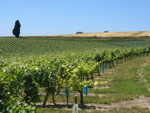 Wineyard