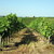 Vignes_printemps2