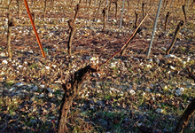 Mas De Daumas Gassac