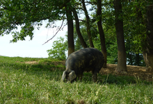 Elevage Grau, porc noir de Bigorre