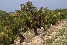 Domaine Beau Mistral