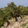 Domaine Beau Mistral