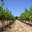 Domaine Bessac