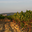 Domaine Bessac