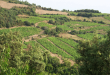 Domaine Rimbert