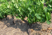 Domaine Rimbert