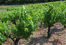 Domaine Rimbert