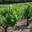 Domaine Rimbert