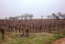 Domaine de Moure