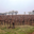 Domaine de Moure